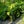 Load image into Gallery viewer, Green Patriot Hosta