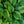 Load image into Gallery viewer, Green Patriot Hosta