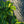 Load image into Gallery viewer, Green Patriot Hosta