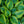 Load image into Gallery viewer, Green Patriot Hosta