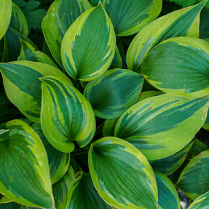 Green Patriot Hosta