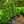 Load image into Gallery viewer, Green Pillar Boxwood