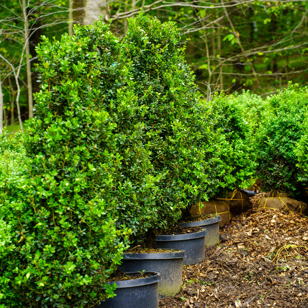 Green Pillar Boxwood