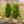 Load image into Gallery viewer, Green Pillar Boxwood - Boxwood - Shrubs