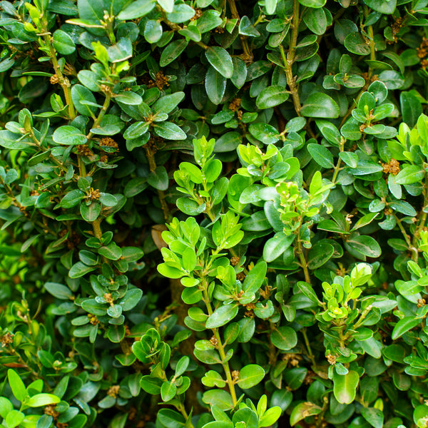 Green Pillar Boxwood