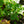 Load image into Gallery viewer, Green Showers Boston Ivy