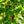 Load image into Gallery viewer, Green Showers Boston Ivy