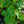 Load image into Gallery viewer, Green Showers Boston Ivy
