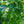 Load image into Gallery viewer, Green Showers Boston Ivy