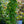 Load image into Gallery viewer, Green Showers Boston Ivy