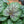 Load image into Gallery viewer, Green Spice Coral Bells