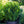 Load image into Gallery viewer, Green Spire Euonymus - Euonymus - Shrubs