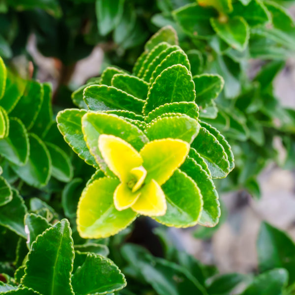 Green Spire Euonymus - Euonymus - Shrubs