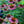 Load image into Gallery viewer, Green Twister Coneflower