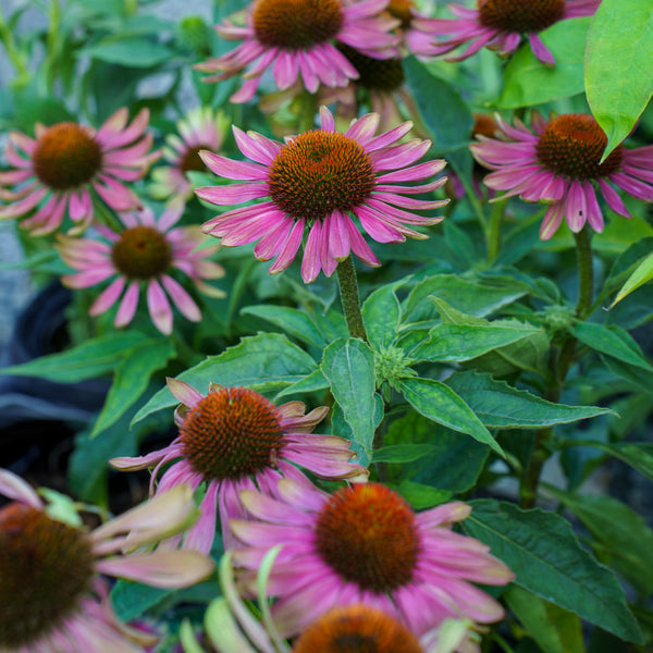 Green Twister Coneflower