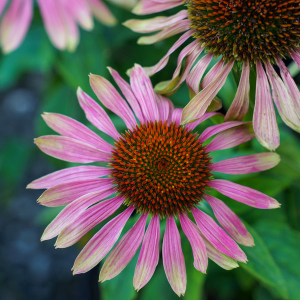 Green Twister Coneflower