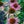 Load image into Gallery viewer, Green Twister Coneflower
