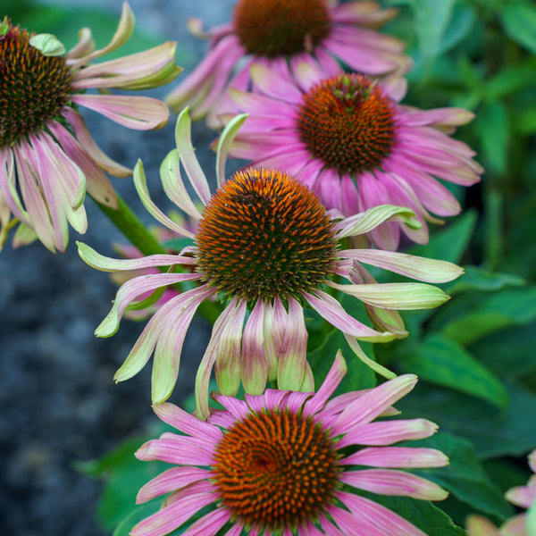 Green Twister Coneflower