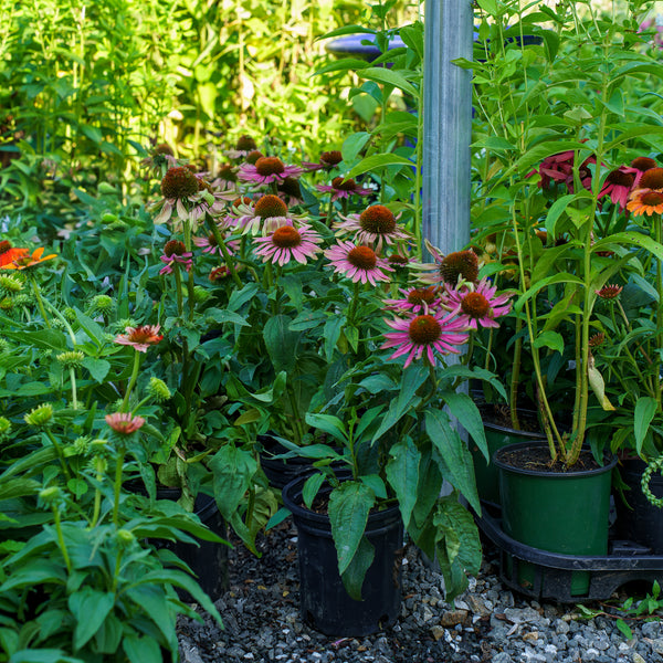 Green Twister Coneflower