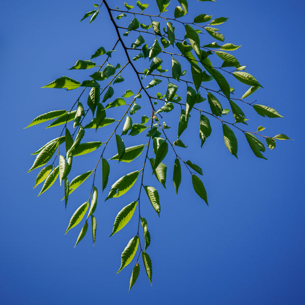 Green Vase Zelkova - Zelkova - Shade Trees