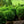 Load image into Gallery viewer, Green Velvet Boxwood