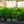 Load image into Gallery viewer, Green Velvet Boxwood