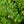 Load image into Gallery viewer, Green Velvet Boxwood