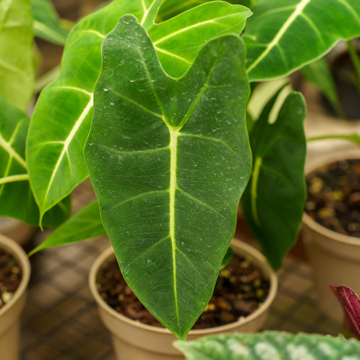 green velvet plant Green Velvet Alocasia – Plant Detectives