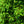 Load image into Gallery viewer, Green Wave Yew - Yew - Shrubs