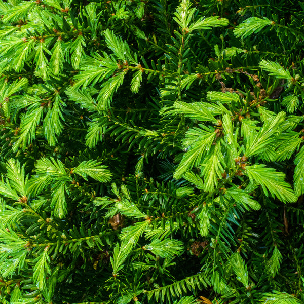 Green Wave Yew - Yew - Shrubs