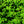 Load image into Gallery viewer, Green Wave Yew - Yew - Shrubs