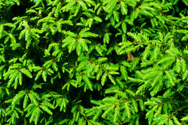 Green Wave Yew - Yew - Shrubs