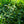 Load image into Gallery viewer, Greenfinity Cherry Laurel
