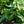 Load image into Gallery viewer, Greenfinity Cherry Laurel