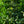 Load image into Gallery viewer, Greenfinity Cherry Laurel