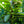 Load image into Gallery viewer, Greenfinity Cherry Laurel