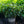 Load image into Gallery viewer, Greenfinity Cherry Laurel