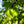 Load image into Gallery viewer, Greenspire Littleleaf Linden