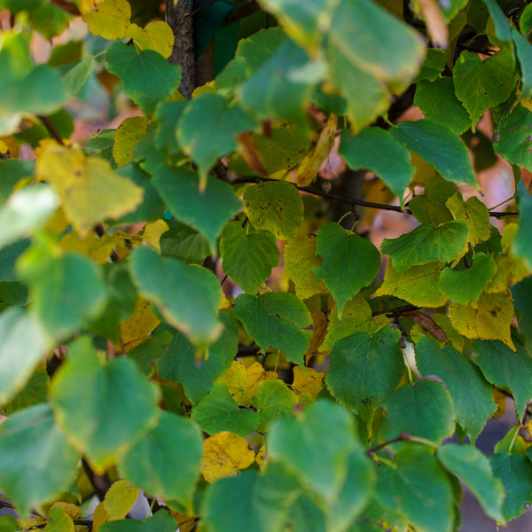 Greenspire Littleleaf Linden