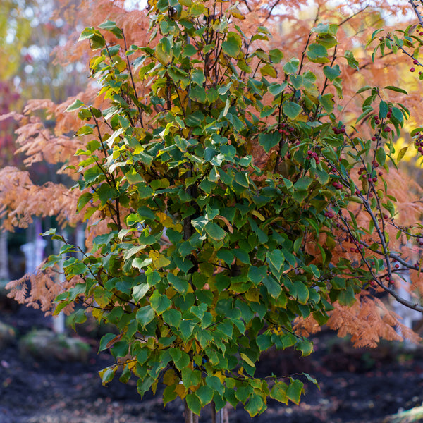 Greenspire Littleleaf Linden