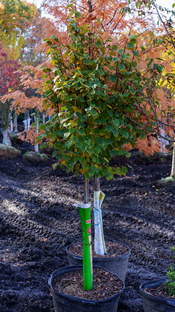 Greenspire Littleleaf Linden