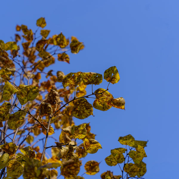 Greenspire Littleleaf Linden