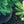 Load image into Gallery viewer, Gregoryana Parsonii Norway Spruce