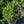 Load image into Gallery viewer, Gregoryana Parsonii Norway Spruce