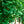 Load image into Gallery viewer, Grindstone Ginkgo - Ginkgo - Shade Trees