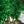 Load image into Gallery viewer, Grindstone Ginkgo - Ginkgo - Shade Trees