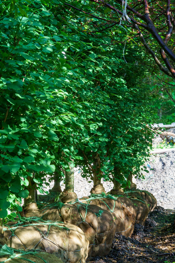 Grindstone Ginkgo - Ginkgo - Shade Trees