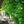 Load image into Gallery viewer, Grindstone Ginkgo - Ginkgo - Shade Trees