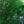 Load image into Gallery viewer, Grindstone Ginkgo - Ginkgo - Shade Trees