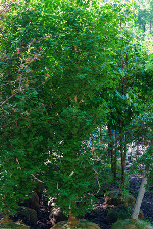 Grindstone Ginkgo - Ginkgo - Shade Trees